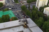 уралсиб банк крыша уфа сокол сапсан. домовой воробей гнездо. сокол сапсан птенец. ласточка птица гнездо. гнездо чайки в городе.