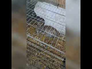 По Варнавинскому району разгуливают рыси. Одна такая малышка вышла прямо к людям.  К счастью, никто не пострадал: ни... (видео)