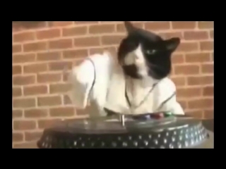 Танцующие коты