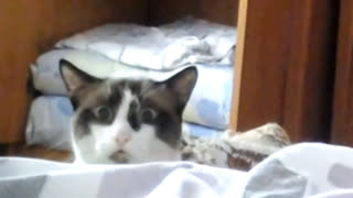 Смешная реакция кота