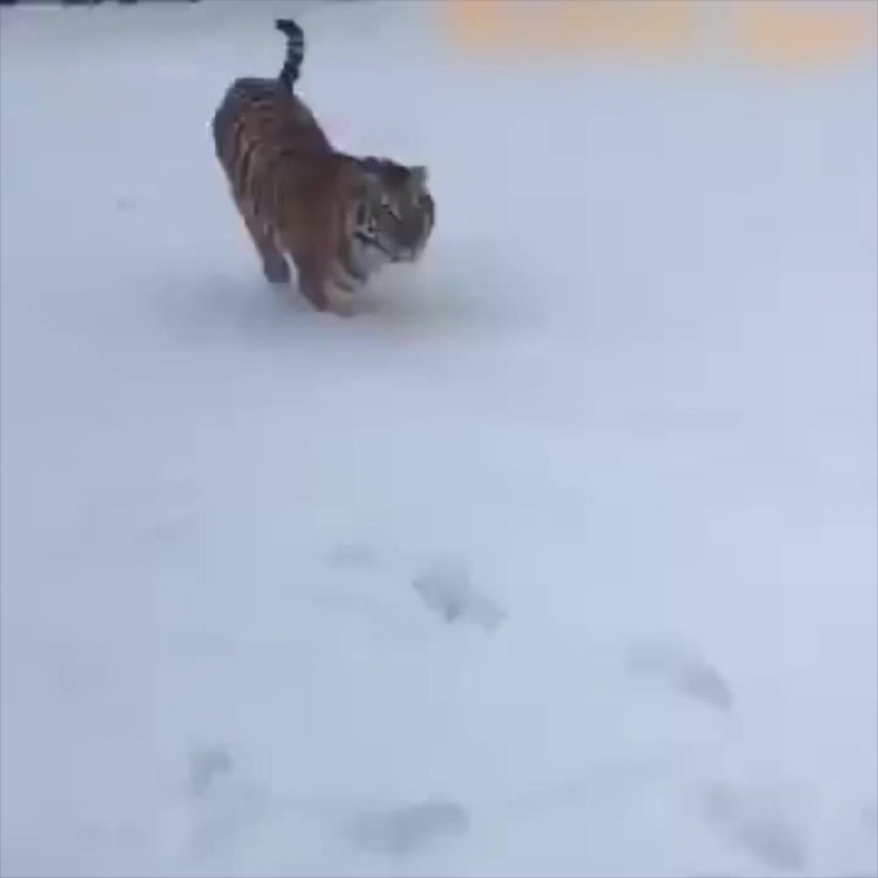 Алабай с тигром Алабай с тигром