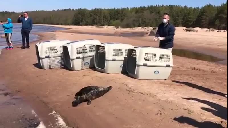 Тюлени на воле