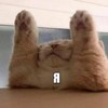Матвей Коколов